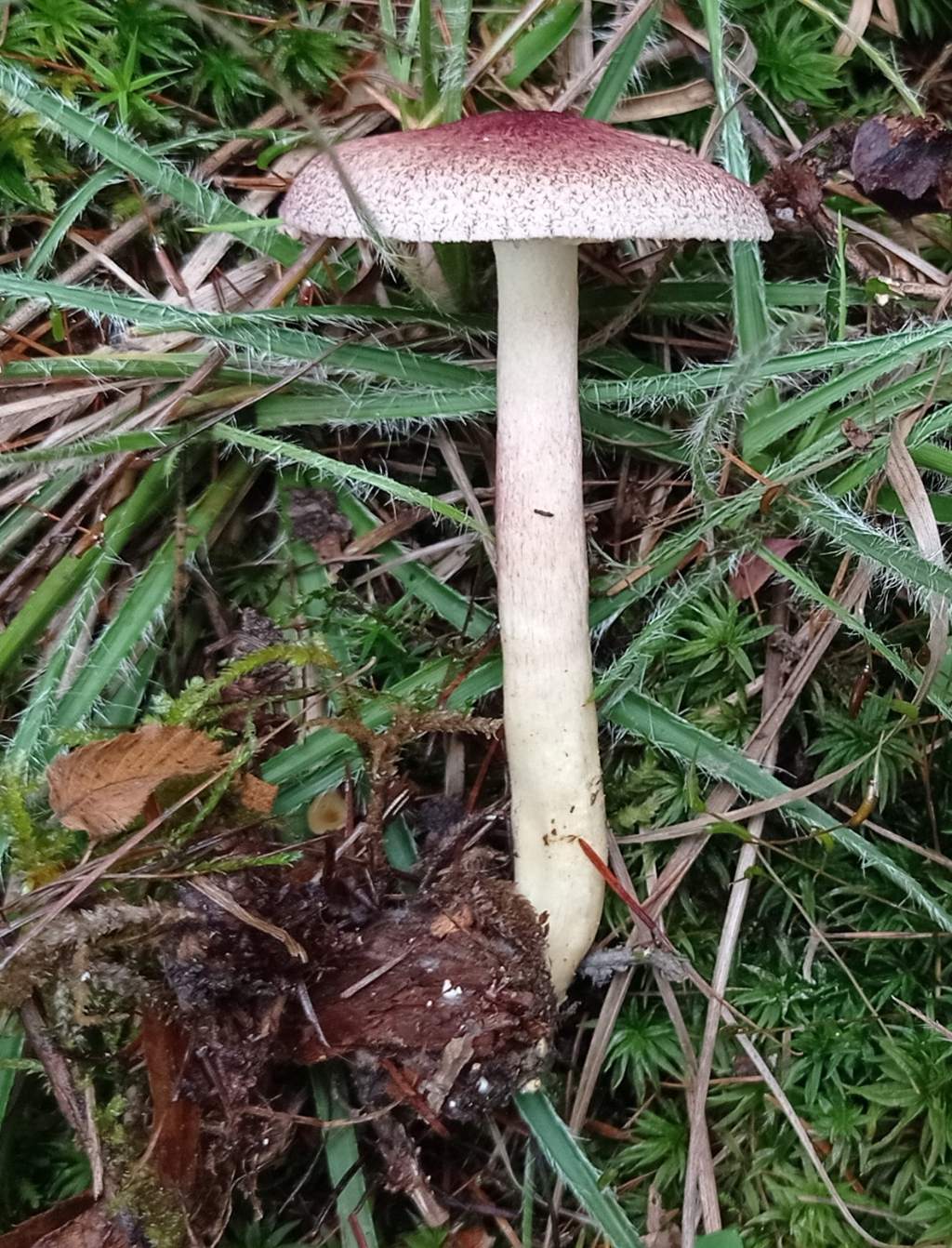 Tricholomopsis rutilans